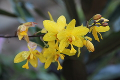 Spathoglottis affinis