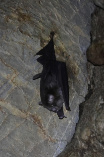 Aselliscus observed 2025-11-19