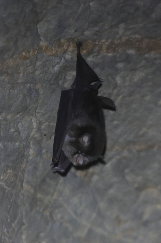 Aselliscus observed 2025-11-19