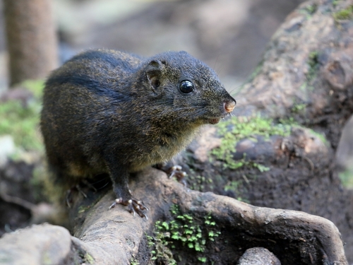 Niobe Ground Squirrel (Lariscus niobe) — Data Deficient Mammalia