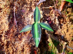 Labisia