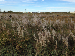 Schizachyrium littorale