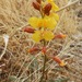 Hoffmannseggia trifoliata - Photo (c) desertnaturalist, some rights reserved (CC BY), uploaded by desertnaturalist