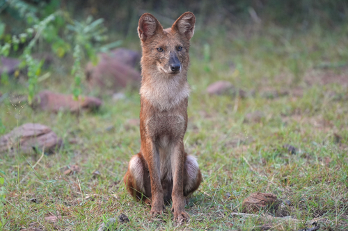Dhole