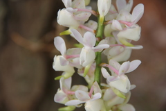 Aerides odorata