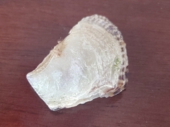 Isognomon alatus