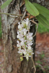 Aerides odorata