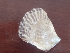Isognomon alatus
