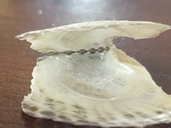 Isognomon alatus