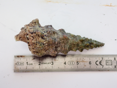 Cerithium erythraeonense, 2025-11-05