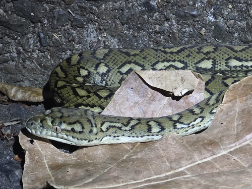 Coastal Carpet Python sighting