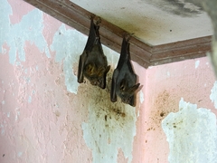 Megaderma spasma
