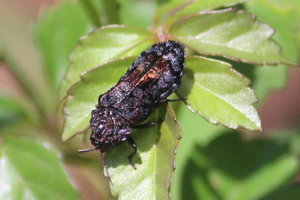 Phlocteis exasperata
