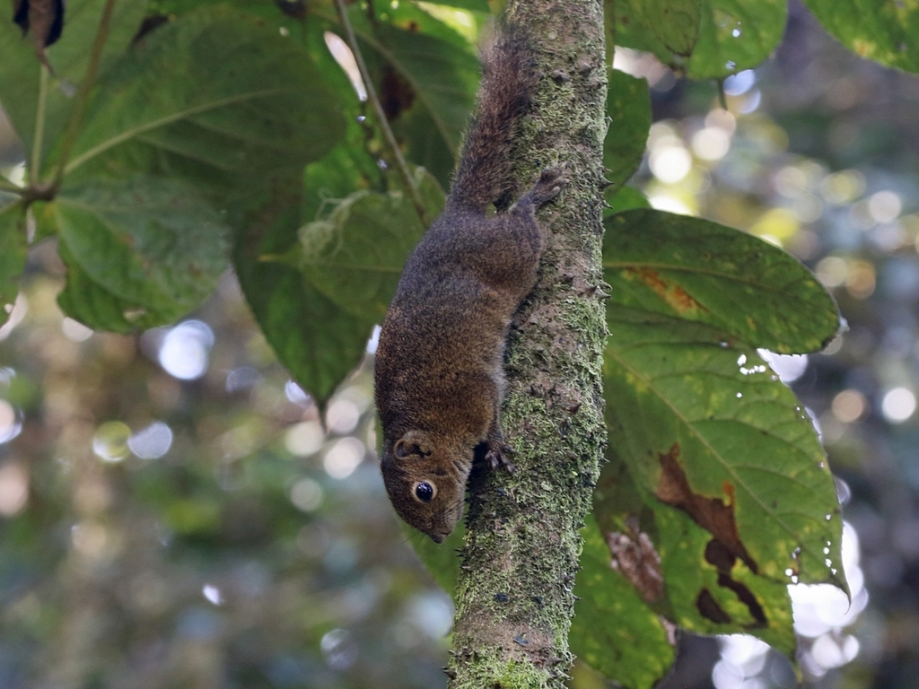 Sumatran Mountain Squirrel