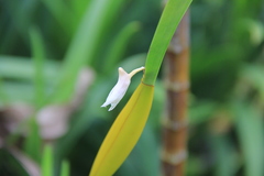 Dendrobium albopurpureum