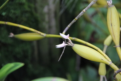 Dendrobium albopurpureum