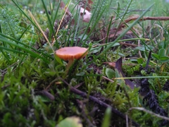 Galerina