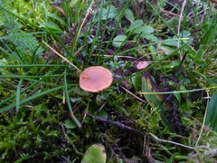 Galerina
