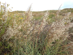 Schizachyrium littorale