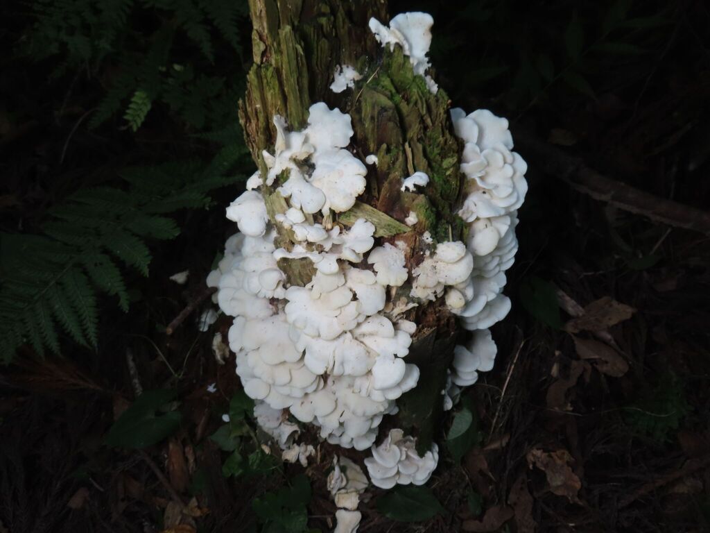Pleurocybella porrigens · October 2025 · photo: © timur_kalininsky (iNaturalist, cc-by)