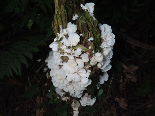 Pleurocybella porrigens