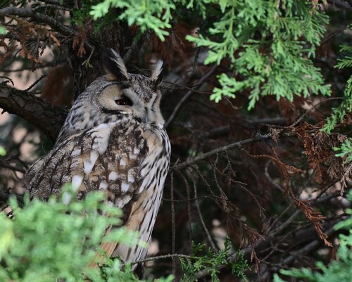 View observation of {o.common_name} on iNaturalist