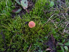 Galerina