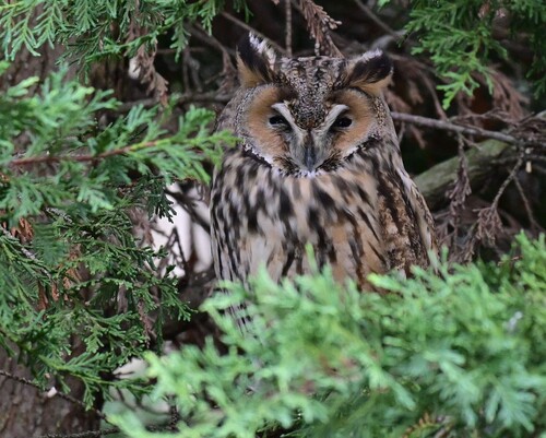 View observation of {o.common_name} on iNaturalist