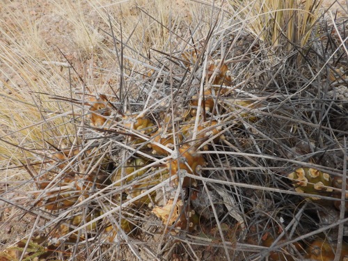 Maihueniopsis hickenii