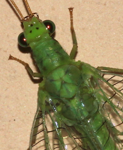 Chrysopa formosa
