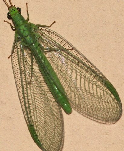 Chrysopa formosa
