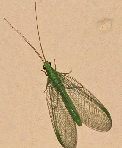 Chrysopa formosa