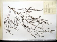 Asparagus oligoclonos