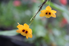 Dendrobium gibsonii
