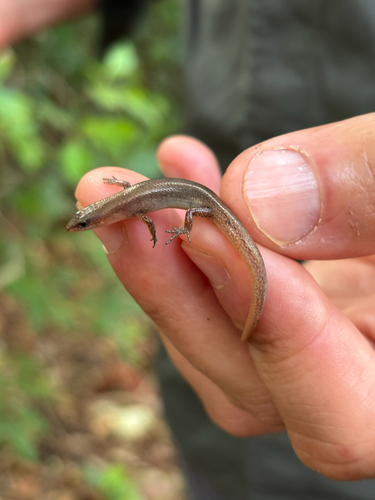 Lygisaurus macfarlani observed 2025-11-19