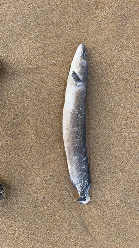 Conger conger