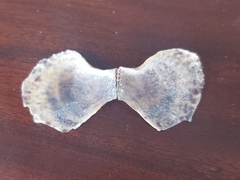 Isognomon alatus
