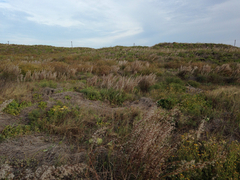 Schizachyrium littorale