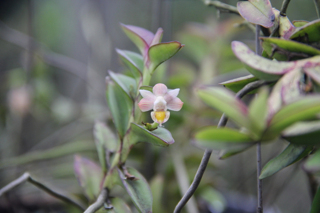 Pelatantheria ctenoglossum (Pelatantheria ctenoglossum)