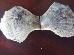Isognomon alatus