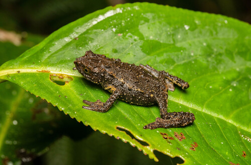 Guacamayo Plump Toad, Osornophryne guacamayo