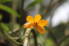 Dendrobium moschatum