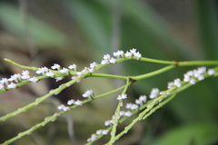Schoenorchis gemmata