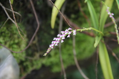 Schoenorchis gemmata