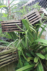 Schoenorchis gemmata