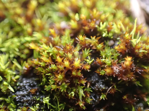 Bryoerythrophyllum ferruginascens observed 2025-11-16