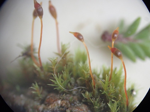 Variable Forklet-moss (Calcidicranella varia)