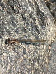 Argia joergenseni