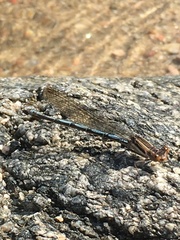 Argia joergenseni
