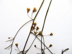 Asparagus oligoclonos